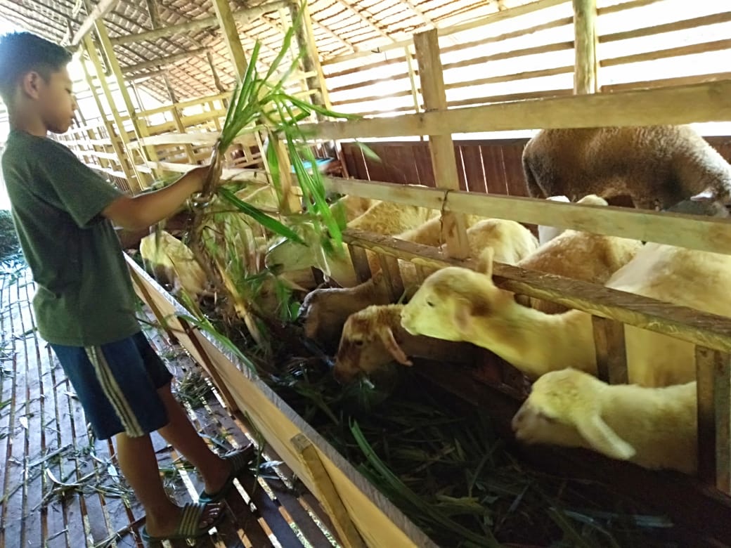 Jenis Kambing Ini, Dikembangkan di Peternakan Kambing Kampung MATFA